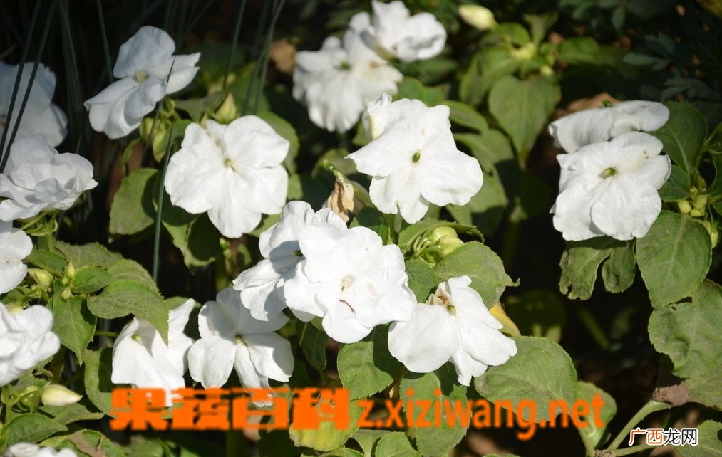 白凤仙花怎么养 白凤仙花作用