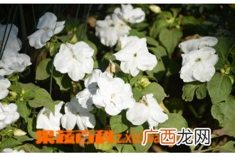 白凤仙花怎么养 白凤仙花作用