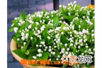茉莉如何养 茉莉的养殖方法技巧