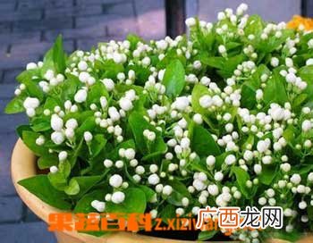 茉莉如何养 茉莉的养殖方法技巧