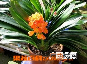 君子兰浇水方法 君子兰养殖注意事项