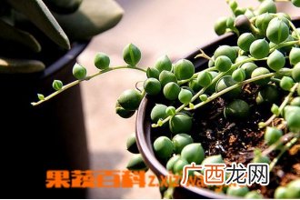 圆佛珠的养殖方法和注意事项
