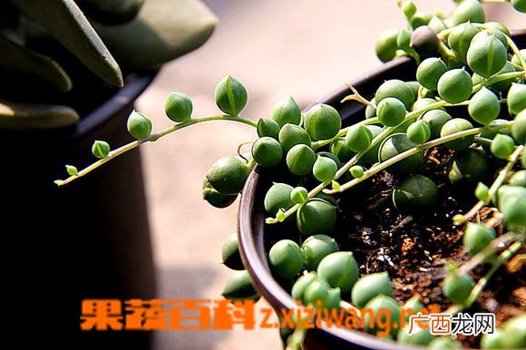 圆佛珠的养殖方法和注意事项