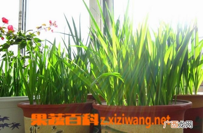 香雪兰什么时候种 香雪兰的种植技巧和注意事项