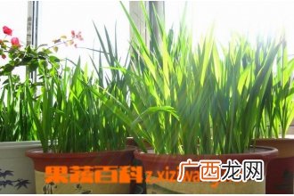 香雪兰什么时候种 香雪兰的种植技巧和注意事项