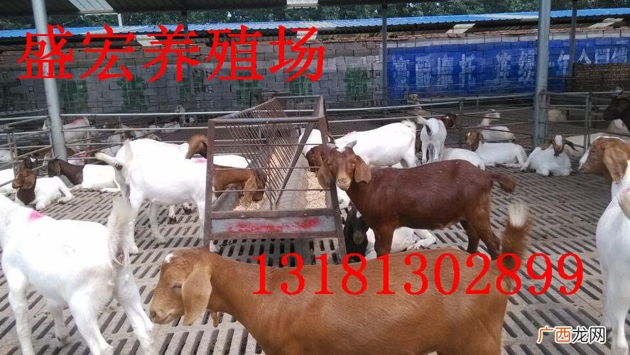 永嘉山羊养殖场 宁波山羊养殖场