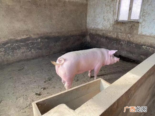 个人养殖需要什么手续 多大的规模才算养殖场