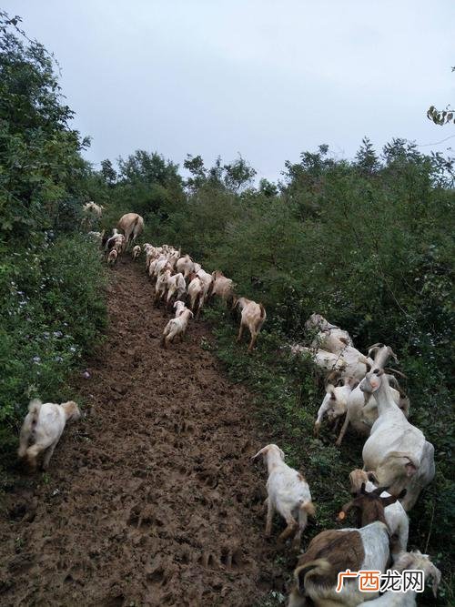 江西的羊养殖基地 广西养殖羊