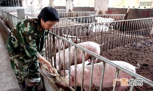 黑猪市场前景和容量 黑猪养殖一头利润