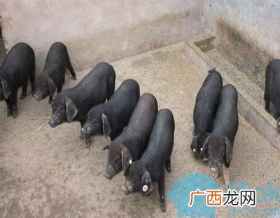 黑猪市场前景和容量 黑猪养殖一头利润
