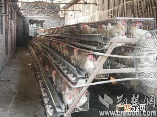 湖北十堰蛋鸡养殖大县有哪些 湖北蛋鸡养殖大县