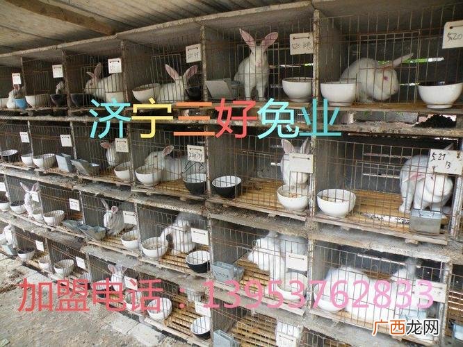 兔子养殖场 大兔子养殖