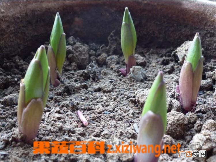 盆栽百合花怎么养？百合花的价值