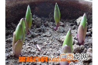 盆栽百合花怎么养？百合花的价值