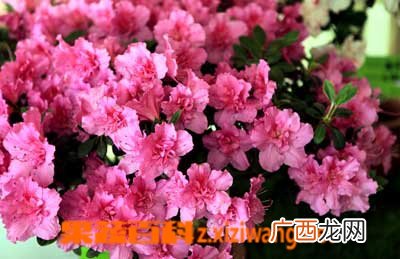 杜鹃花怎么养 杜鹃花养殖方法大全