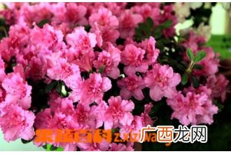 杜鹃花怎么养 杜鹃花养殖方法大全