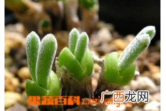 碧光环怎么养 碧光环的养殖技巧和注意事项
