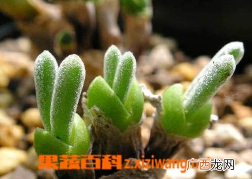 碧光环怎么养 碧光环的养殖技巧和注意事项