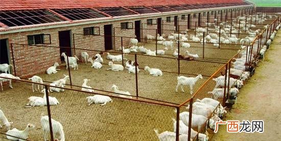 养殖牛羊 牛羊养殖场修建