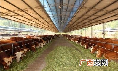 牛羊养殖可行性研究报告 牛羊养殖项目威胁分析