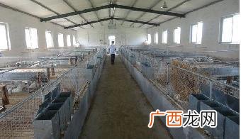 山东菏泽兔子养殖有限公司 济宁有多少家兔业养殖厂