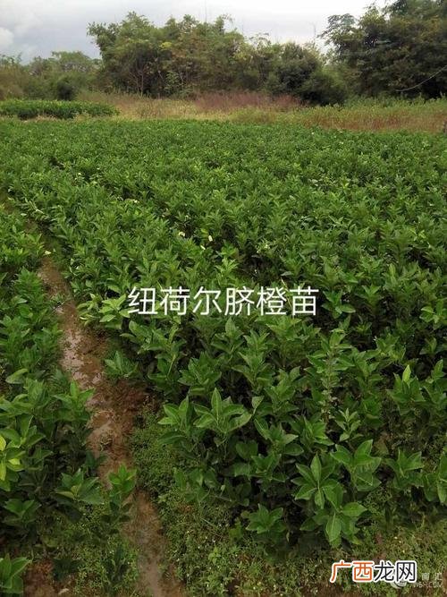 江西有什么优点 江西养殖什么有优势