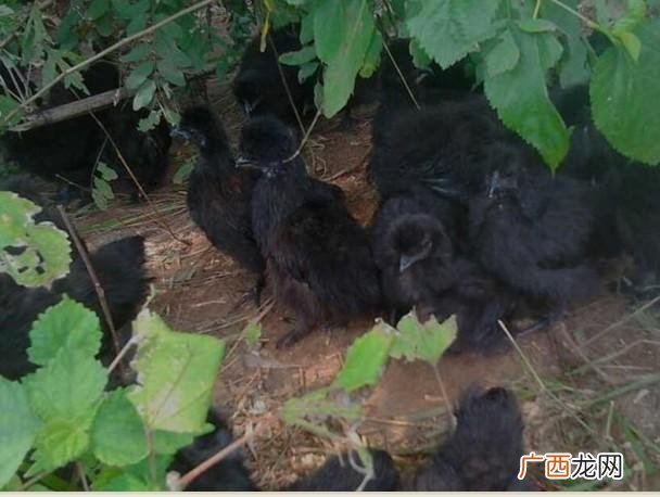 珍禽养殖网 江西珍禽养殖场