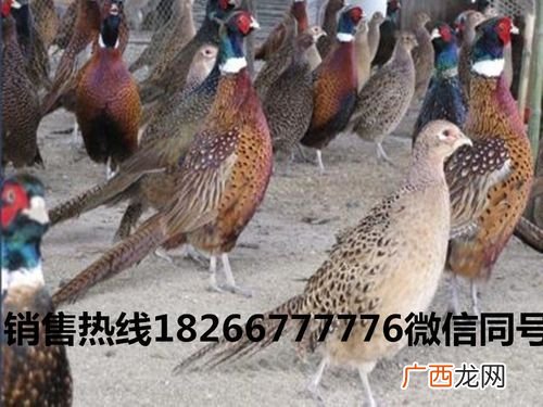 珍禽养殖网 江西珍禽养殖场