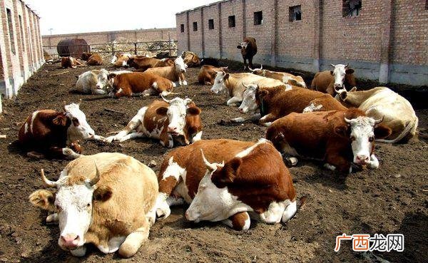养殖猪的利润分析 鲁西黄牛养殖分析
