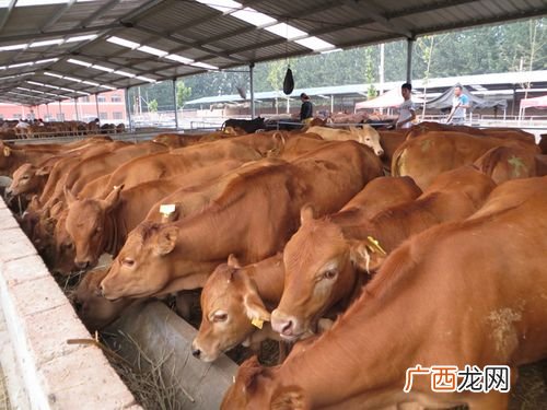 养殖猪的利润分析 鲁西黄牛养殖分析