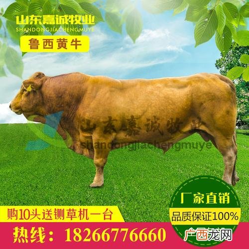 养殖猪的利润分析 鲁西黄牛养殖分析
