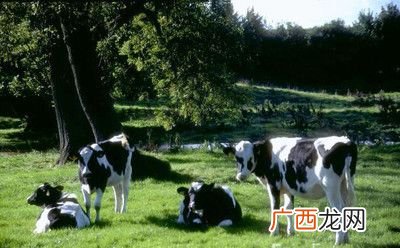 眉山富农肉牛养殖场 眉山养殖场地址