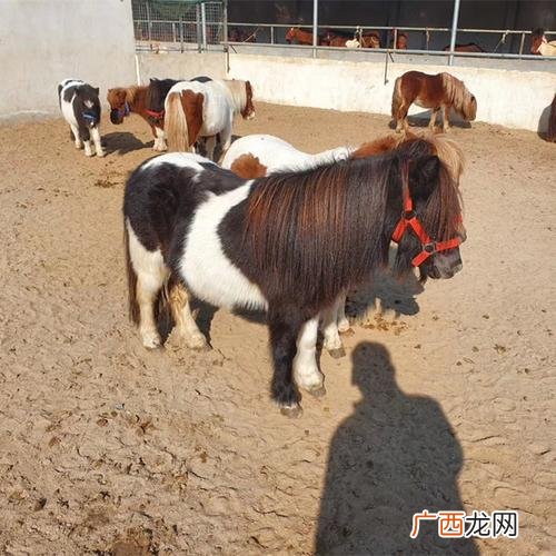 山东郓城养牛养殖基地 山东矮马养殖场