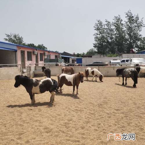 山东郓城养牛养殖基地 山东矮马养殖场