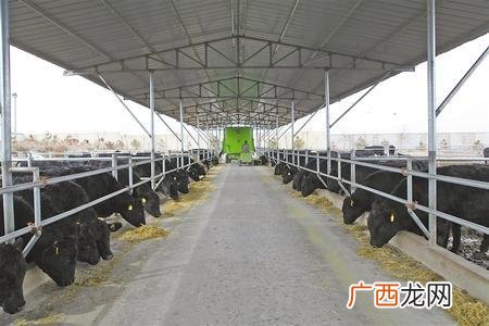 辽宁朝阳养猪场地址 沈阳平罗有养殖场吗