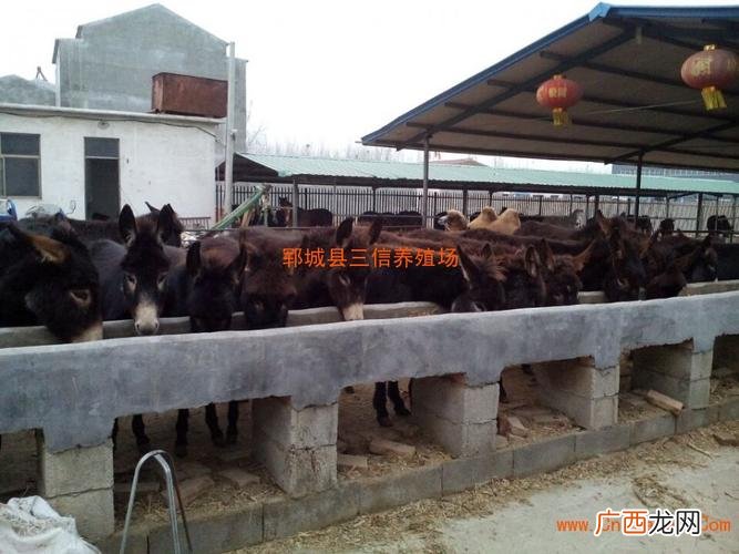 山东盛都养殖场正规吗 山东夫和牧业养殖场
