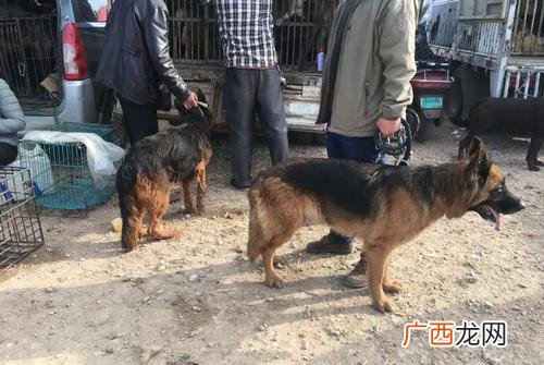 附近哪里狗狗养殖场 山东狗狗养殖场