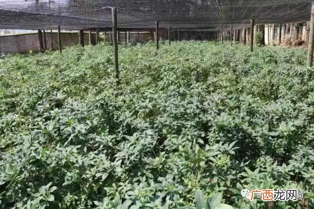 陕西凤县林麝养殖电话 陕西林下养殖