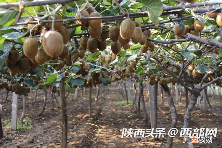 陕西凤县林麝养殖电话 陕西林下养殖