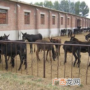 河北省养驴场在什么地方 陕西驴养殖场