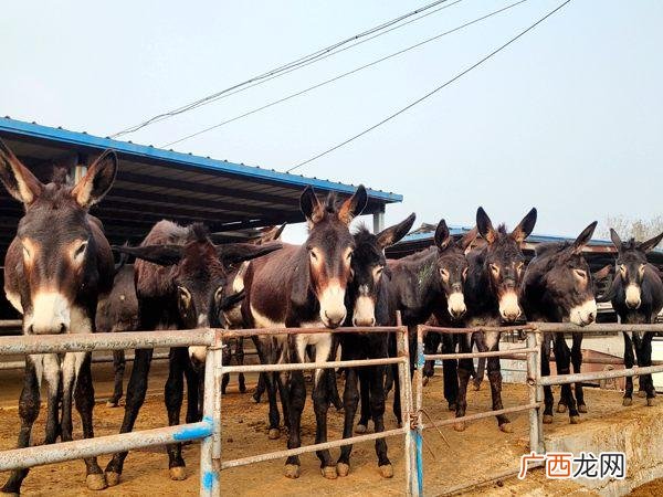 河北省养驴场在什么地方 陕西驴养殖场
