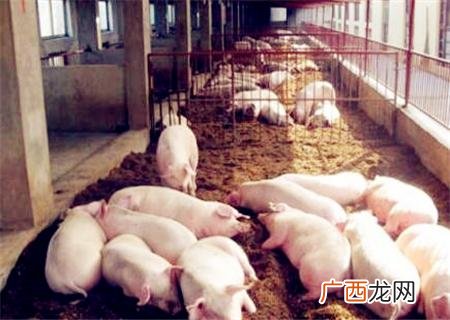 农村养殖什么不愁销路 青岛扶持养殖