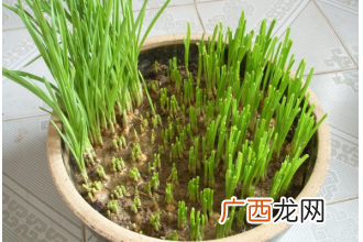 盆栽大蒜的种植方法技巧