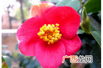 山茶花的养殖方法与注意事项