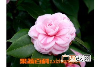 山茶花的养殖养护方法