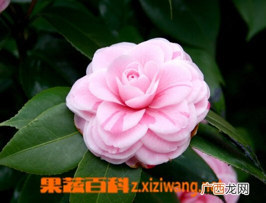 山茶花的养殖养护方法
