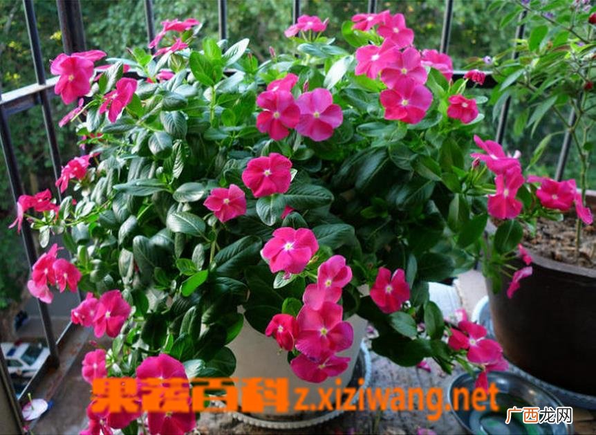 长春花如何播种 长春花种植技巧