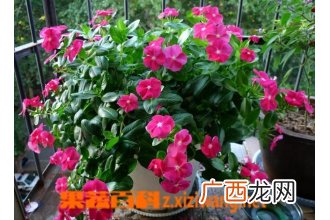 长春花如何播种 长春花种植技巧