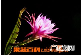 令箭荷花的养殖方法技巧