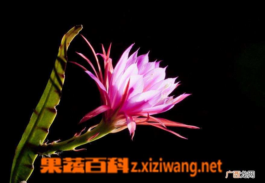 令箭荷花的养殖方法技巧